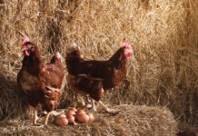 Più cibo di origine animale